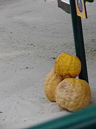 DSC04159.jpg